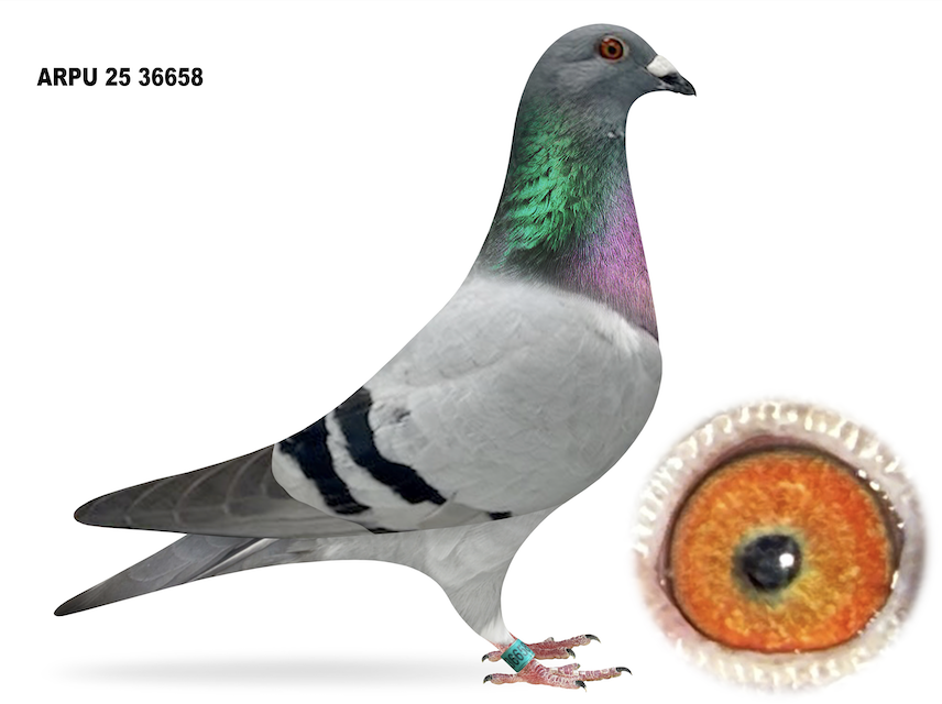 ARPU 36658 - Sibling to 5243!