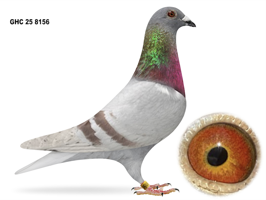 GHC 8156 - 1st Champion Bird!