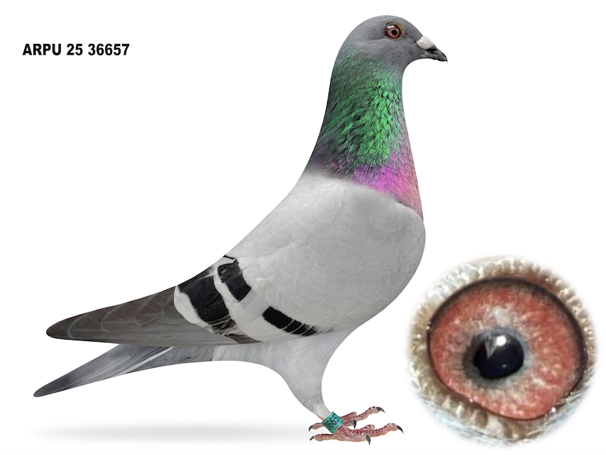ARPU 36657 - Sibling to 5243!