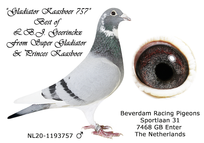 NL 1193757 - Inbred Wittekop Sylvester