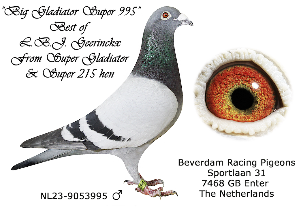 NL 9053995 - Inbred Gladiator