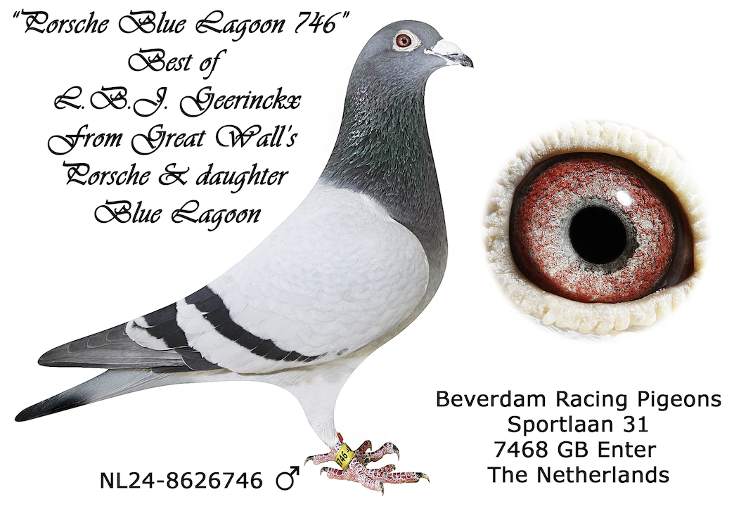 NL 8626746 - PORSCHE BLUE LAGOON