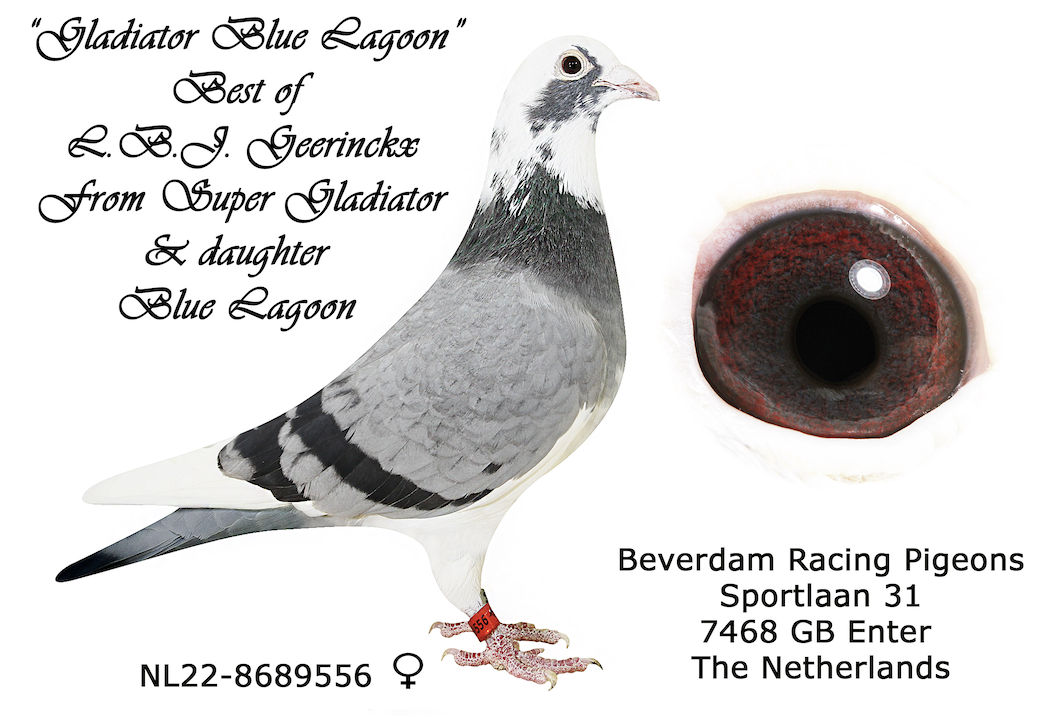 NL 8689556 - Gladiator Blue Lagoon!