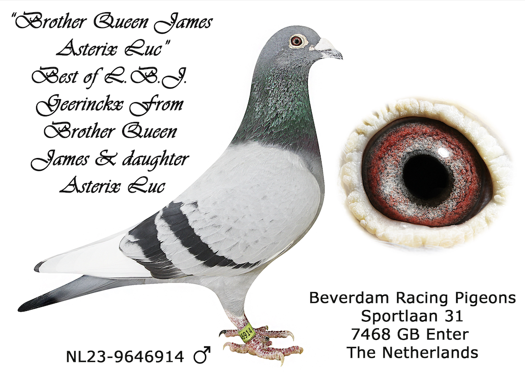 NL 9646914 - INBRED LUC 914