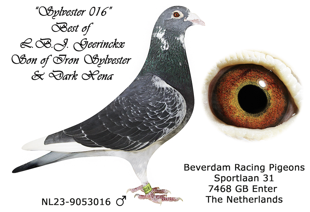 NL 9053016 - SYLVESTER 016