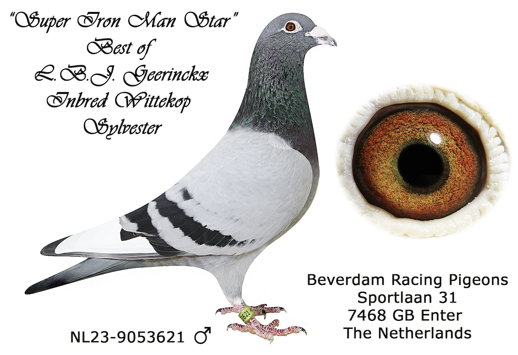 NL 9053621 - SUPER IRONMAN STAR
