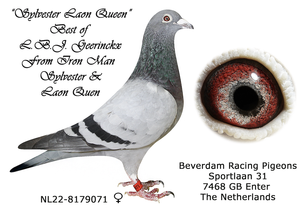 NL 8179071 - SYLVESTER LAON QUEEN