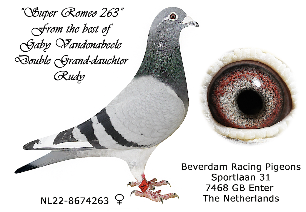 NL 8674263 - DOUBLE RUDY