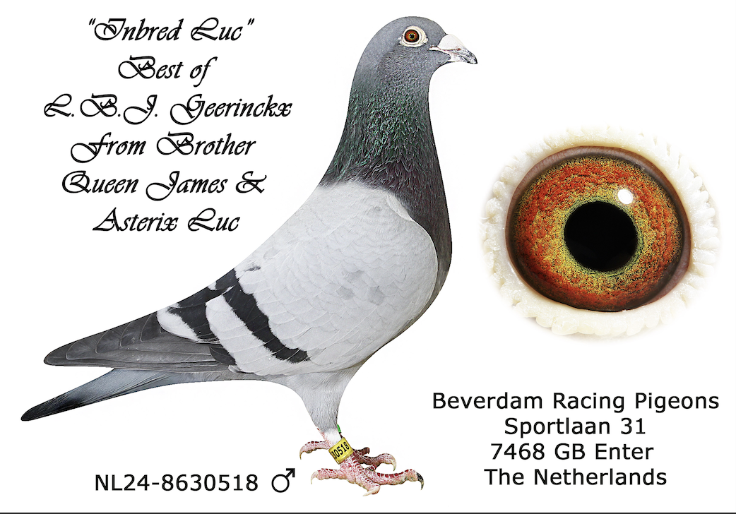 NL 8630518 - INBRE LUC 518