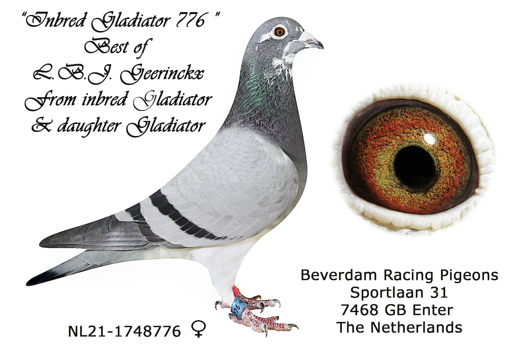 NL 1748876 - INBRED SYLVESTER 776