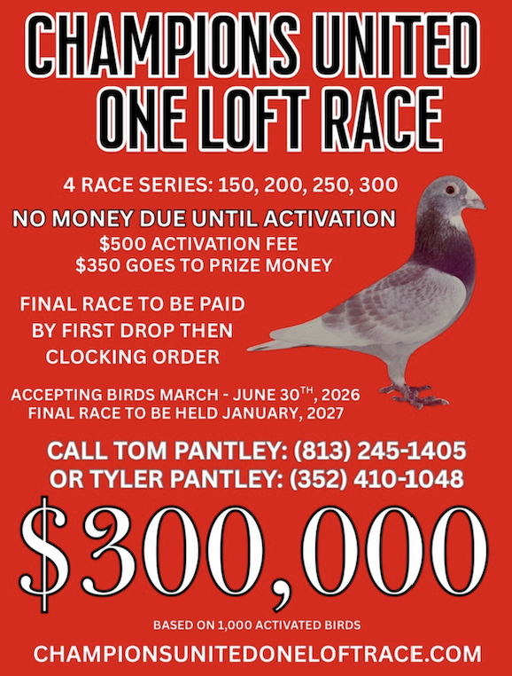 (2) Pigeons Champions United OLR!