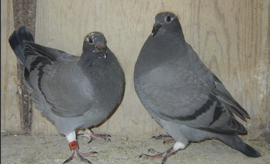 2026-1883 and BB SPLASH 1887 (NEST MATES)