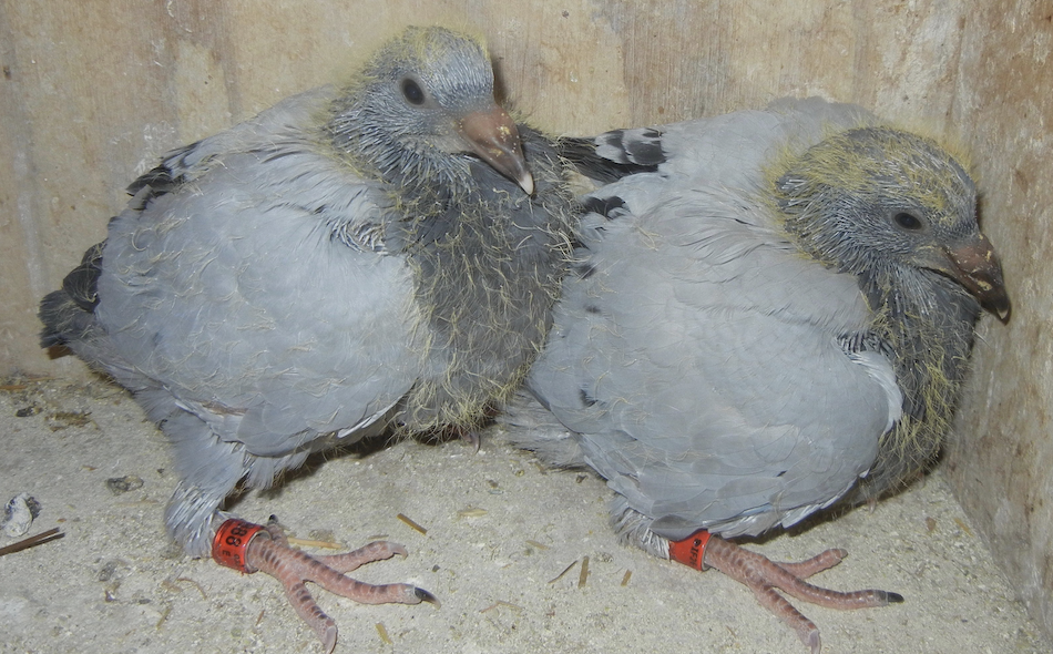 2026-1888 and  BB 2026- 1885   HVR NEST MATES