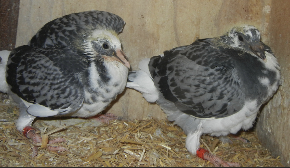 2026-1899 and  DC SPLASH 2026-1900 HVR / IMBRECHT NEST MATES
