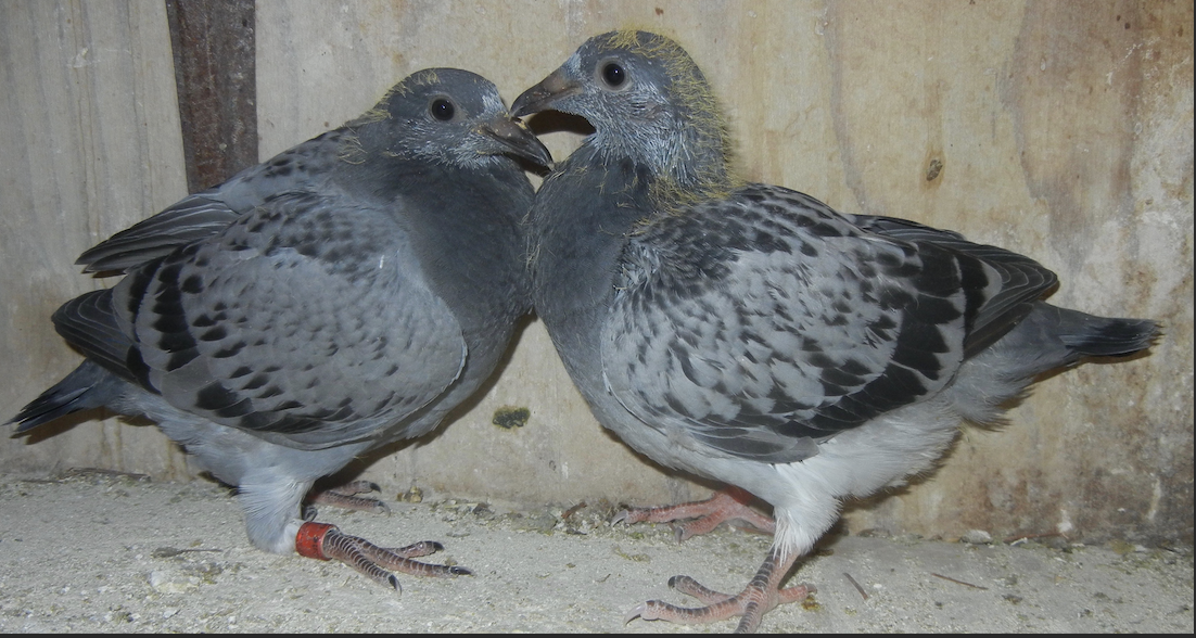 2026-1895 and BC 2026- 1890 HVR / 259 grizzle BLOODLINES NEST MATES