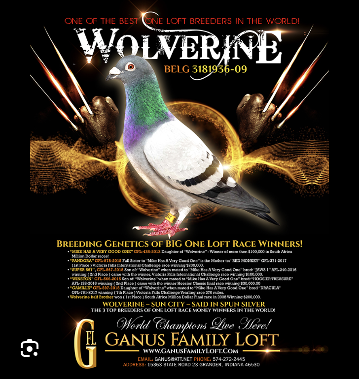 TOP BREEDING SON WOLVERINE!!