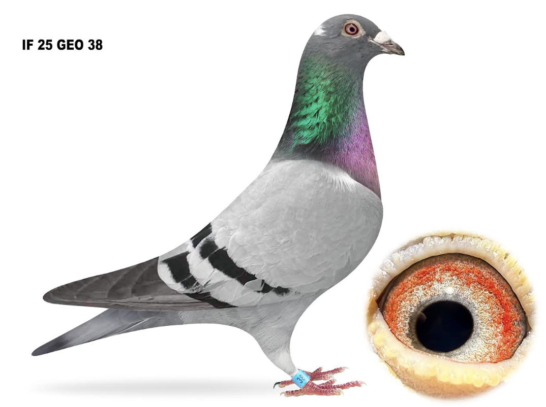 GEO 38 - Double Ornat!!