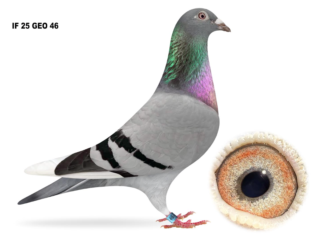 GEO 46 - Double Ornat!