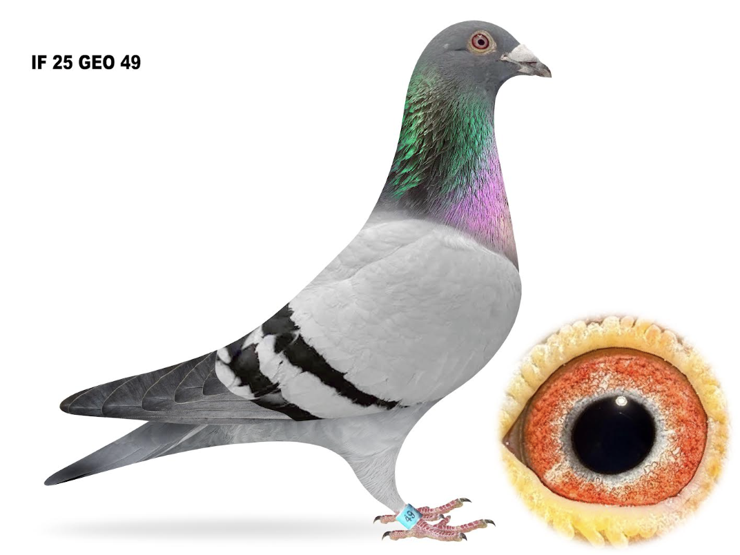 GEO 49 - Triple 888 Ornat!