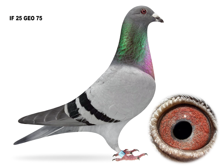 GEO 75 - Performance Pigeons!