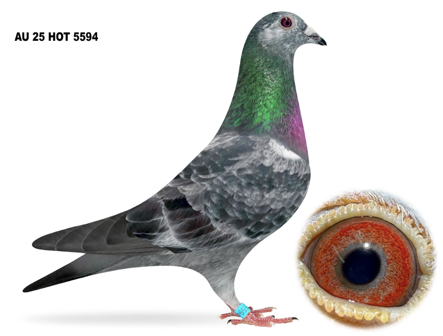 HOT 5594 - Bandit Yvan