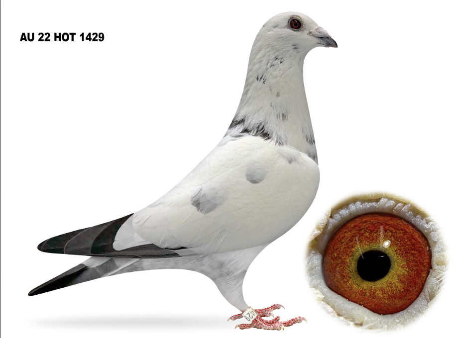 HOT 1429 - Roland Janssen Star!