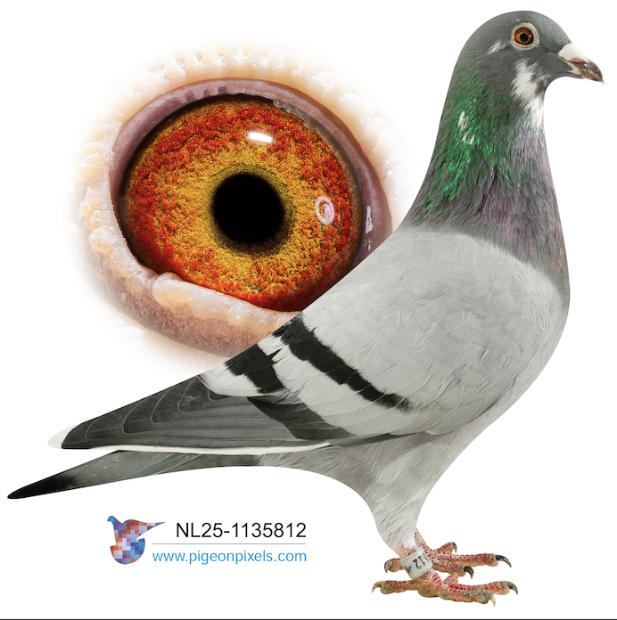 NL 1135812 - Best Kittel Hen 812