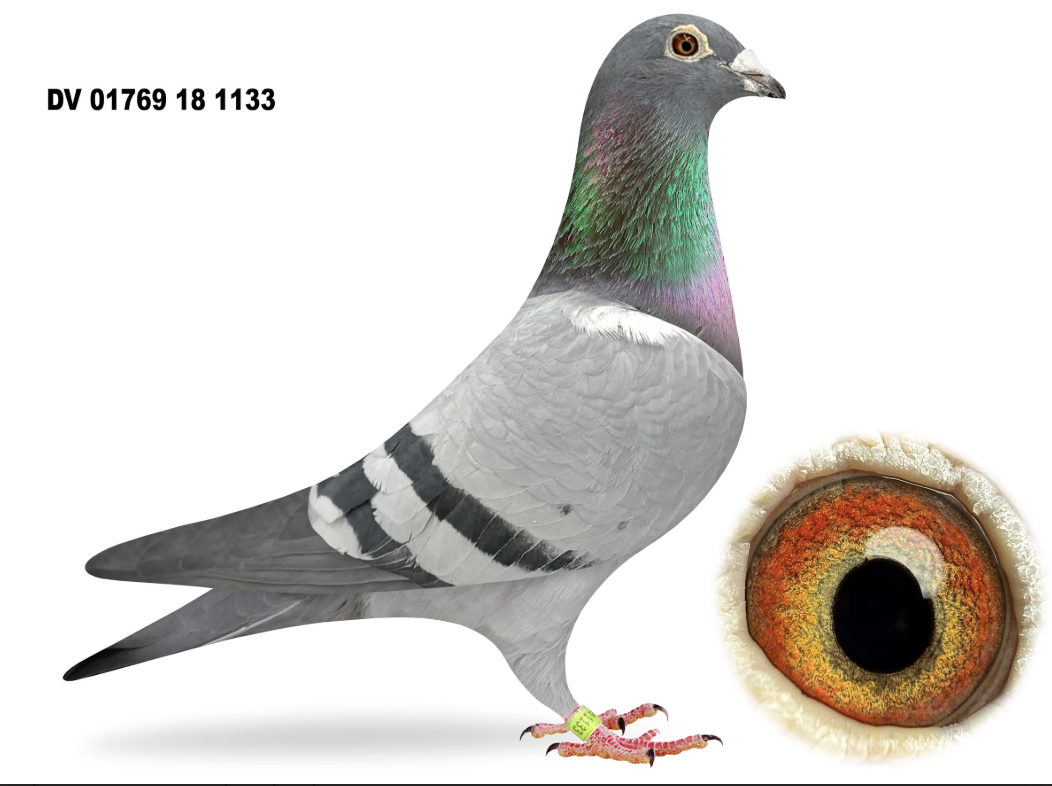 DV 01769 1133 - Pokerface