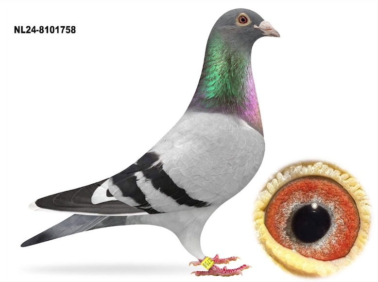 NL 8101758 - Kittel Hen 758