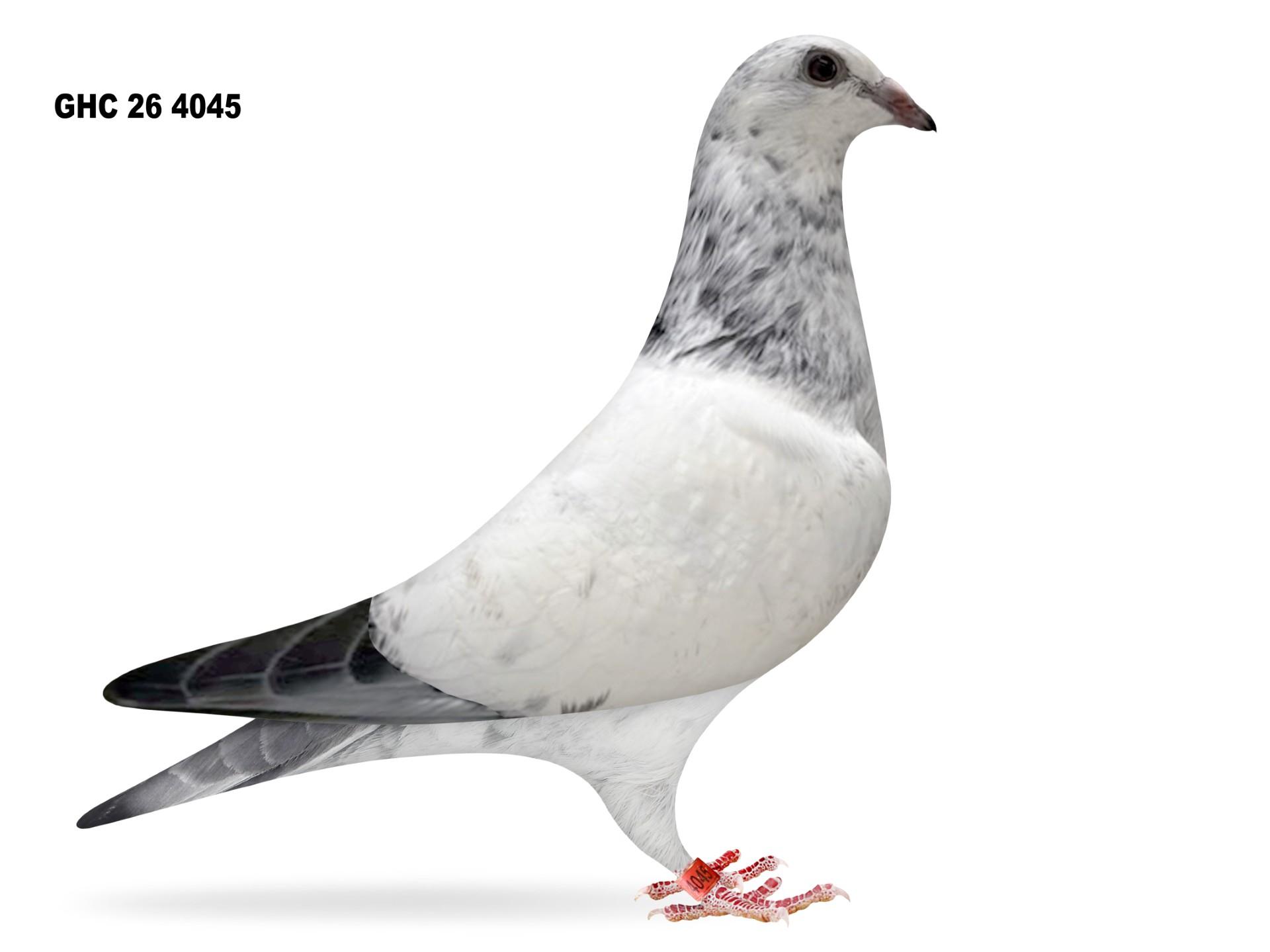7 Bird Racing Kit