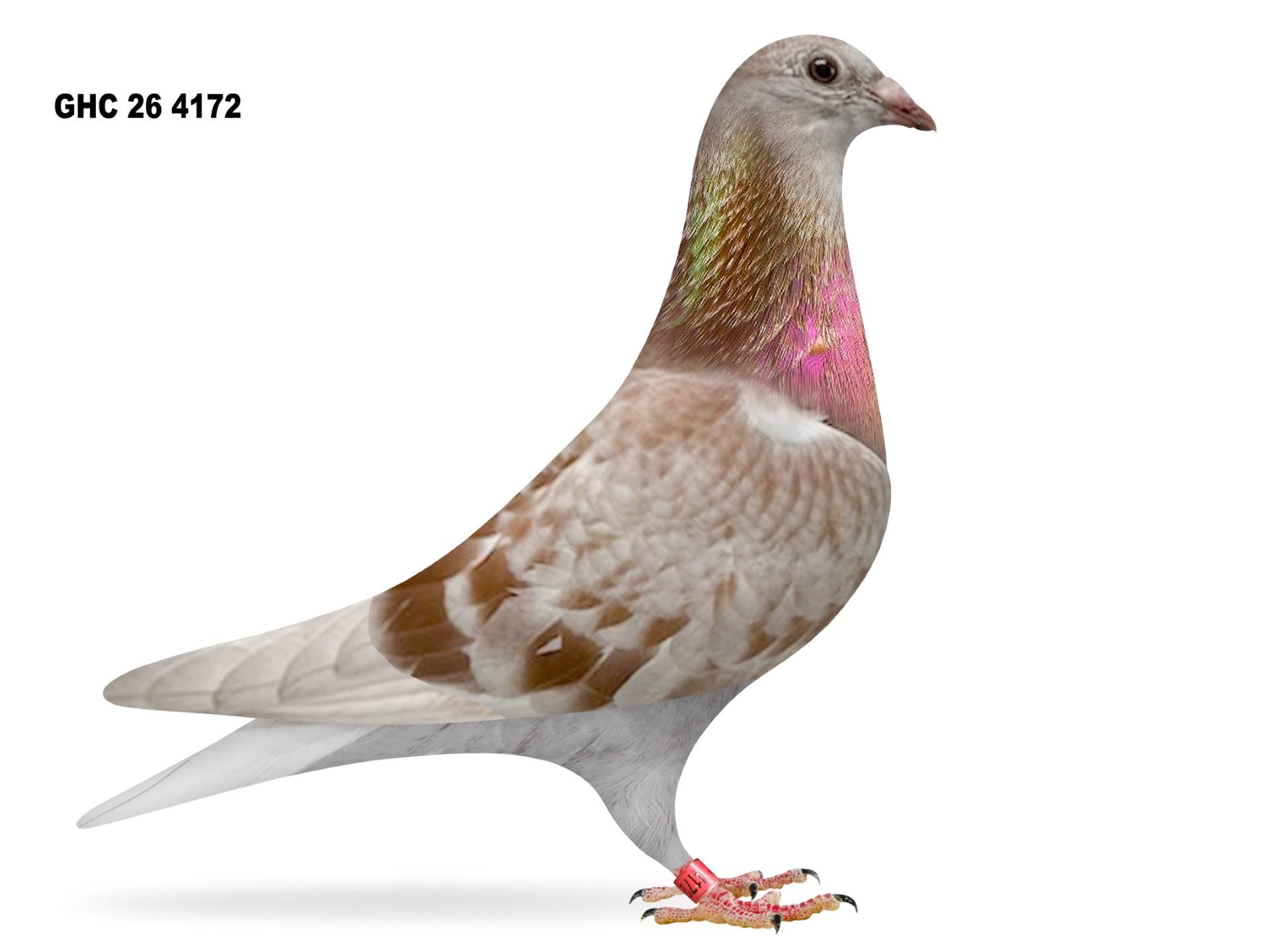 6 Bird Racing Kit