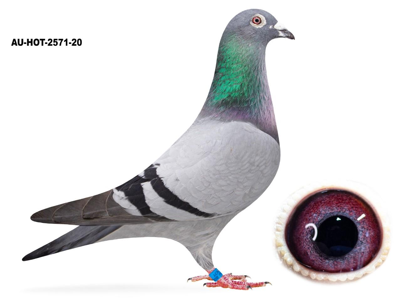 21 HOT 2571 Herbots OLR Performance Pigeon