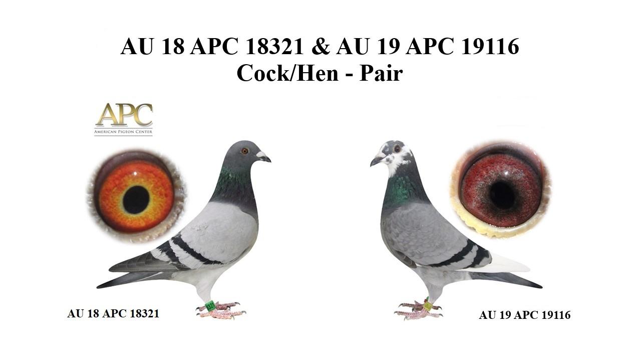 AU 18 APC 18321 & AU 19 APC 19116 - Cock/Hen - Pair