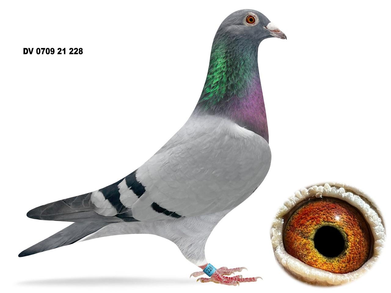 DV 0709 21 228 Bacelona Pigeons!