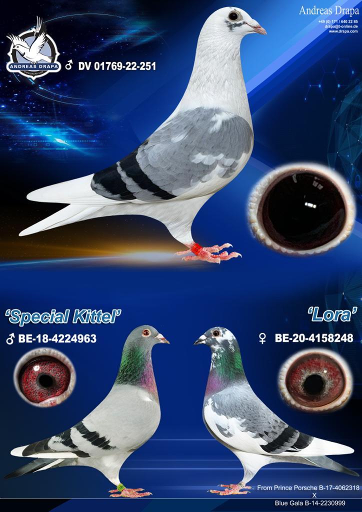 DV 01769 22 251 - "KITTEL X PORSCHE"  Pigeon is a Cock Bird!