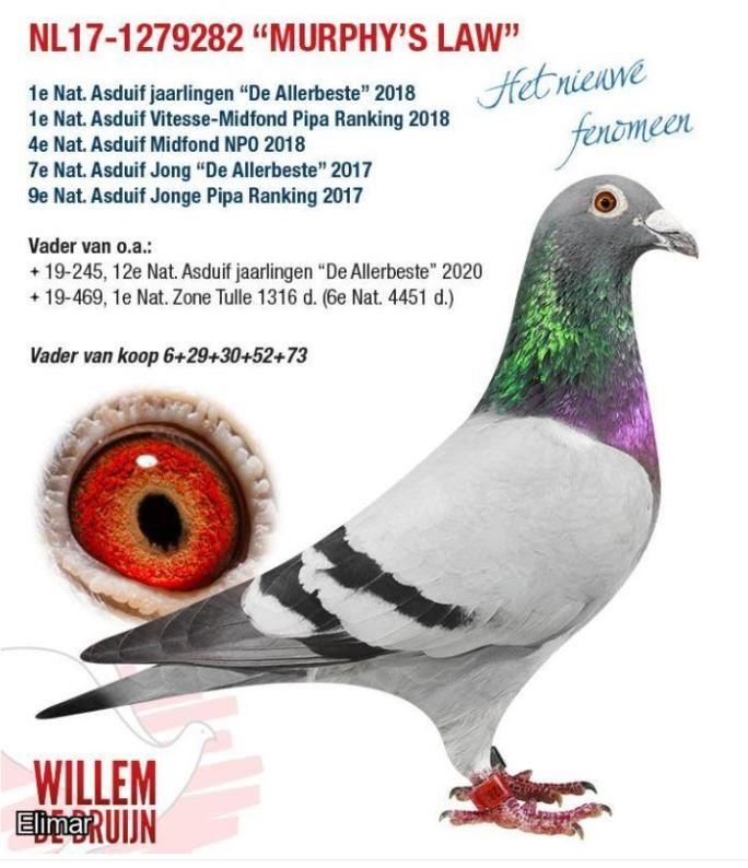 Beverdam Racing Pigeons - Netherlands Legend