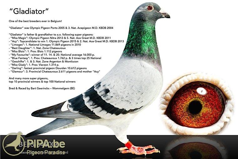 Beverdam Racing Pigeons - Netherlands Legend