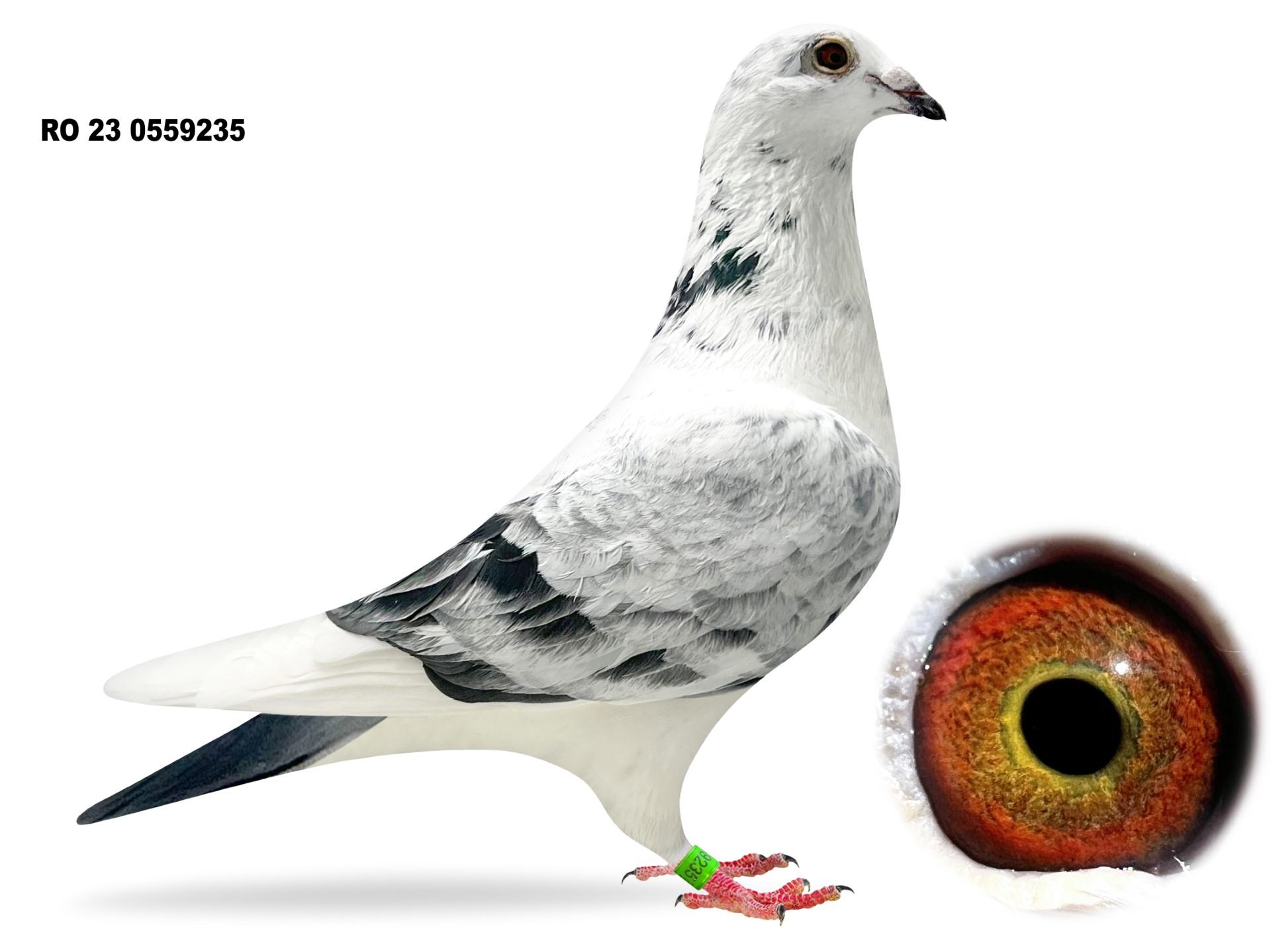 RO 23 559235 - Blizzard King and Olympic Rico