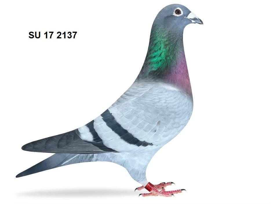 Direct Macaloney Pigeon SU 17 2137 BB Hen + Super Breeder JFL 18 8120